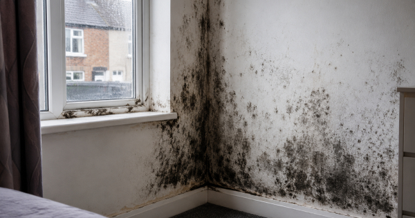 Forced to live with damp, mould and leaks? How these tenants finally got justice