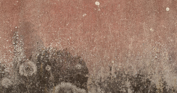Tenant Awarded £5,000 After Living With Damp, Mould and Disrepair for Years