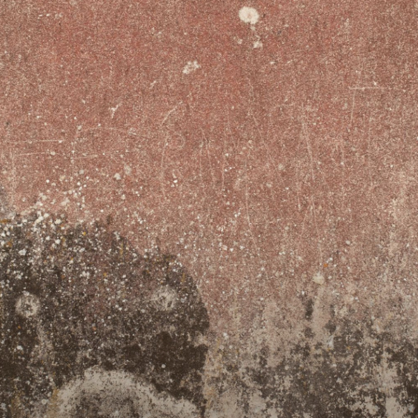 Tenant Awarded &pound;5,000 After Living With Damp, Mould and Disrepair for Years